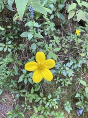 Bidens ostruthioides
