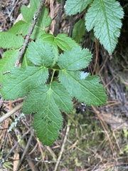 Arracacia