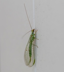 Chrysopa coloradensis