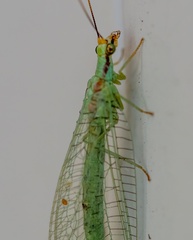 Chrysopa coloradensis