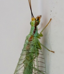 Chrysopa coloradensis