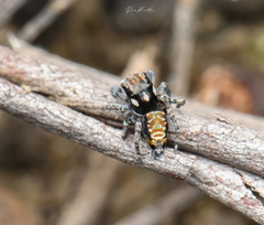 Maratus plumosus