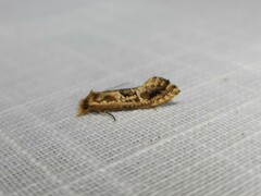 Moerarchis inconcisella