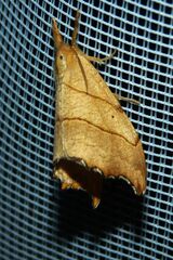 Falcaria lacertinaria