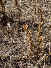 Orobanche minor