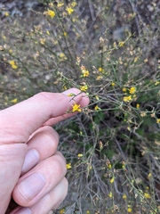 Gutierrezia californica