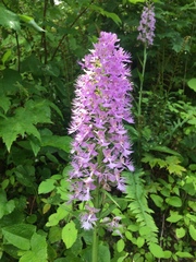 Platanthera shriveri
