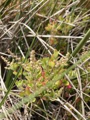 Rhagodia candolleana