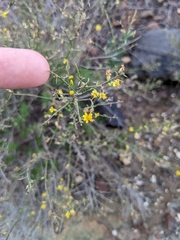 Gutierrezia californica