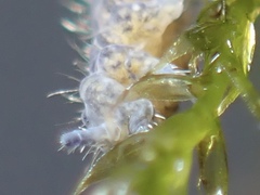 Morulodes ambiguus