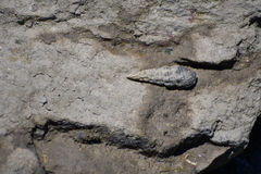 Batillaria australis