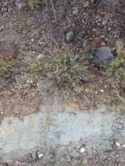 Gutierrezia californica