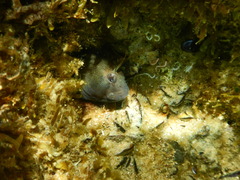 Parablennius tasmanianus