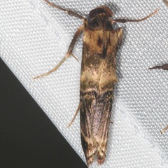 Gelechiini