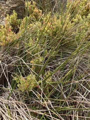 Rhagodia candolleana