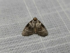 Acatapaustus metallopa