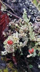 Cladonia bellidiflora