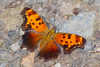 Gray Comma - Photo (c) Greg Lasley, some rights reserved (CC BY-NC), uploaded by Greg Lasley