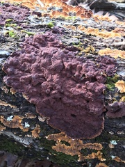 Punctularia strigosozonata