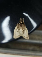 Ecnomodes sagittaria