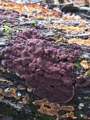Punctularia strigosozonata