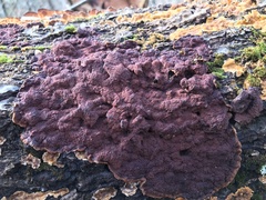 Punctularia strigosozonata