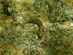 Parablennius tasmanianus