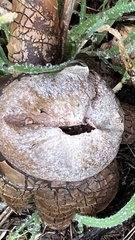 Astraeus hygrometricus