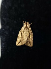 Ecnomodes sagittaria