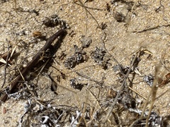 Melophorus