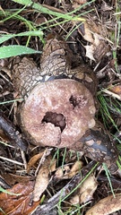 Astraeus hygrometricus