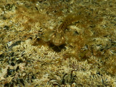 Parablennius tasmanianus