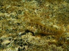 Parablennius tasmanianus