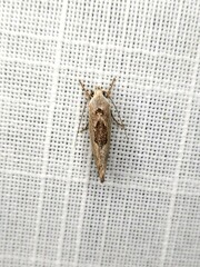 Tymbophora peltastis
