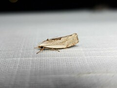 Tymbophora peltastis