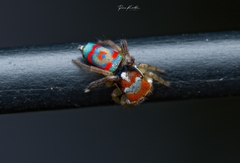 Maratus splendens