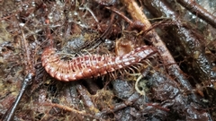 Nearctodesmidae