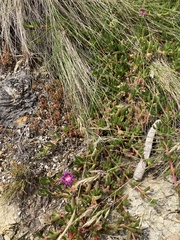 Carpobrotus rossii
