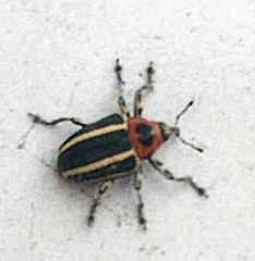 Neodiplogrammus quadrivittatus