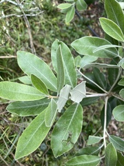 Pittosporum crassifolium