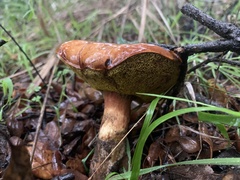 Aureoboletus flaviporus