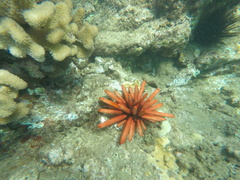 Heterocentrotus mamillatus