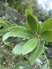 Pittosporum crassifolium