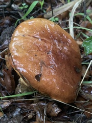 Aureoboletus flaviporus