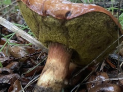 Aureoboletus flaviporus