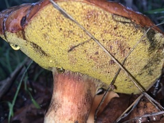 Aureoboletus flaviporus