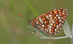 Melitaea britomartis