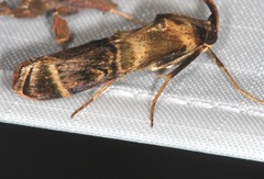 Gelechiini