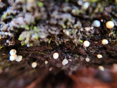 Holwaya mucida