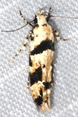Gelechiini